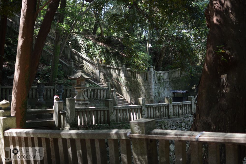 a set of old stone stairs shadowed by tree leaves