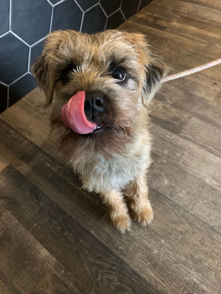 Border terrier dog with her tongue out. 