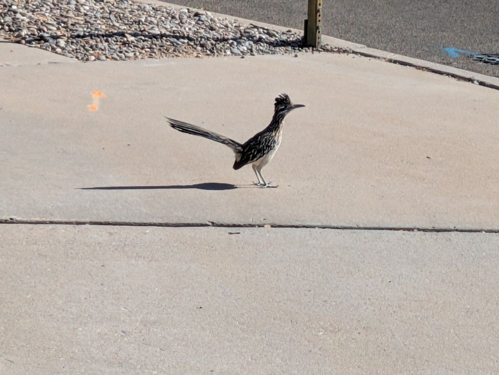 A roadrunner on the sidewalk