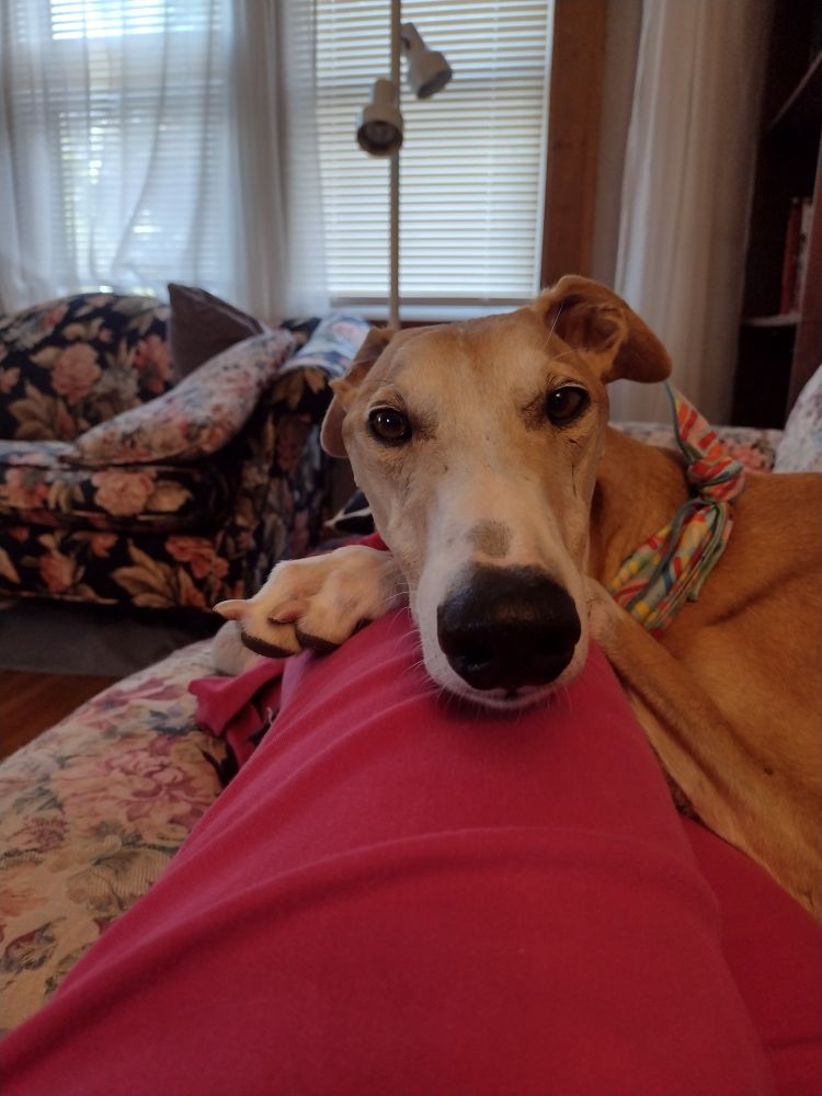 My dog rests a paw and his head on my leg, and looks into the camera.
