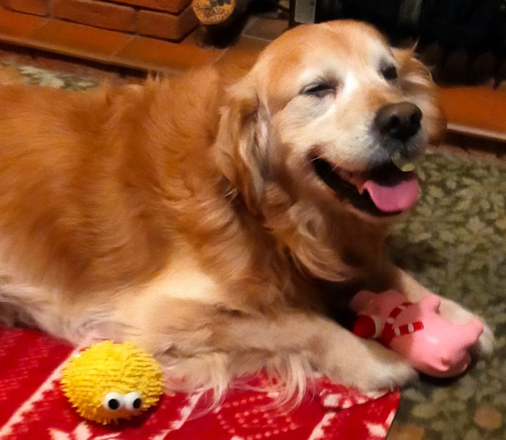 Tato is holding the pig between his paws and has the yellow eyed fluffy ball next to him. He looks pretty happy with the arrangement.