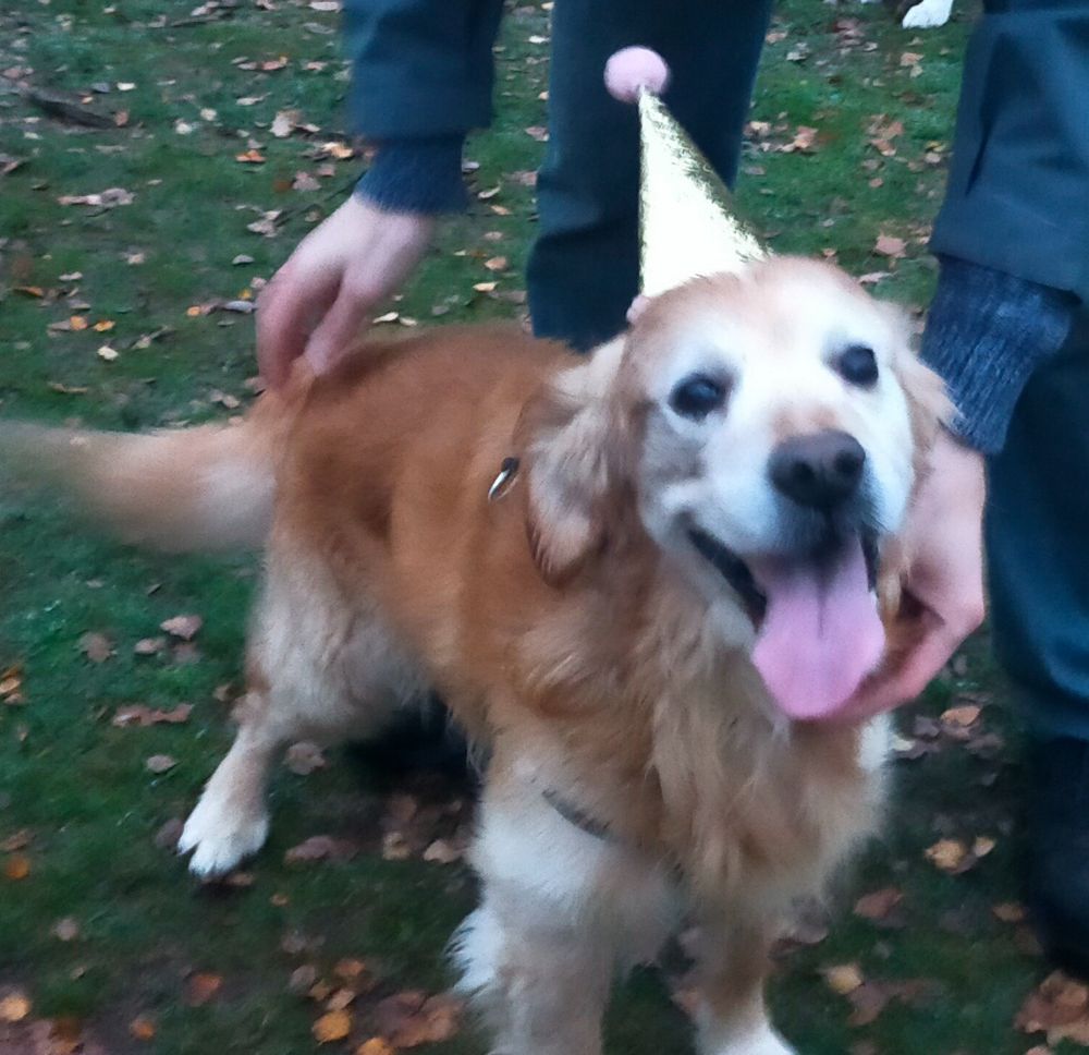A blurry, happy golden retriever with a waggy tail is getting attention from a man, whose arms and legs are visible. The dog is still wearing the sparkly party hat.