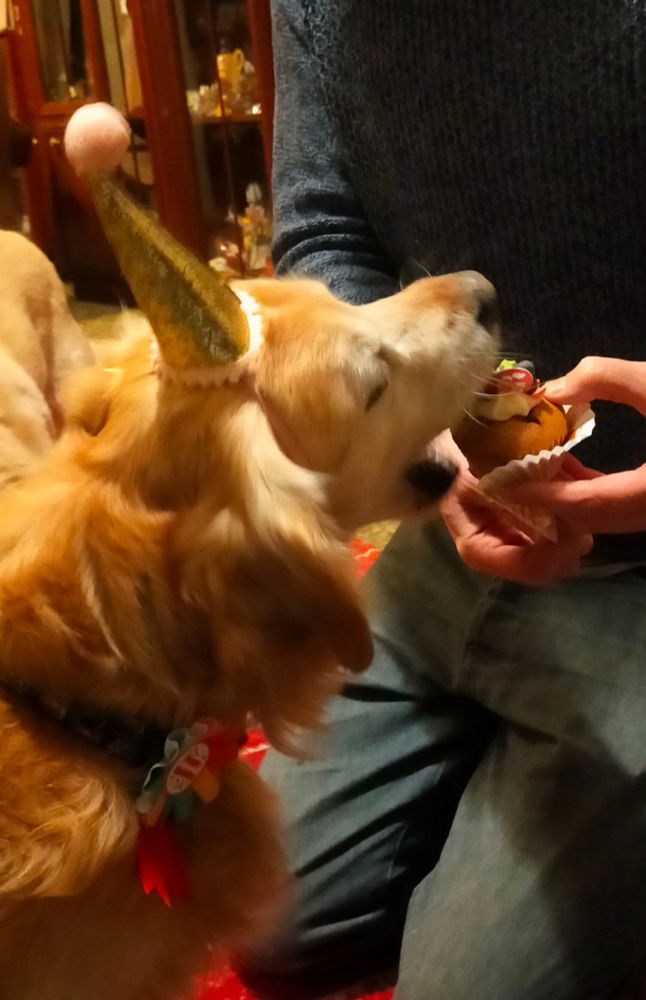 Dexter attempts to eat the entire birthday pupcake whilst wearing his party hat and badge.