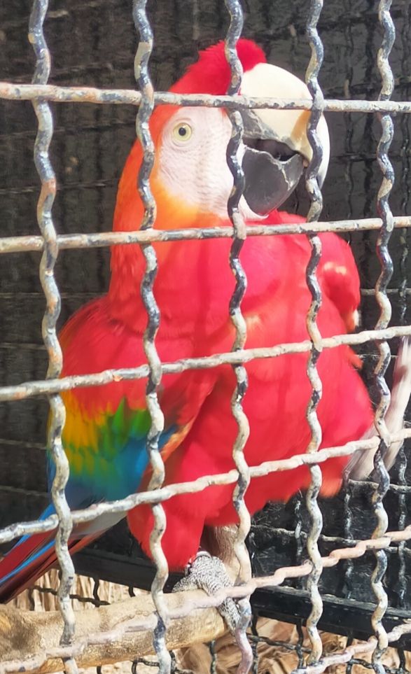 A scarlet macaw has come to say hello. He's very happy to see people, but strictly no touching. Me too, buddy, me too.