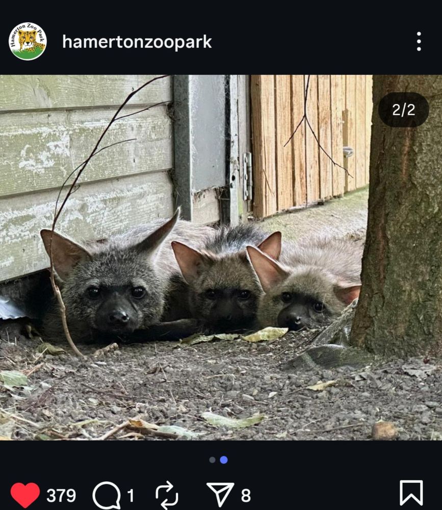 Screenshot from Instagram, from Hamerton Zoo Park. Three aardwolf heads pop up, looking in the direction of the camera.
