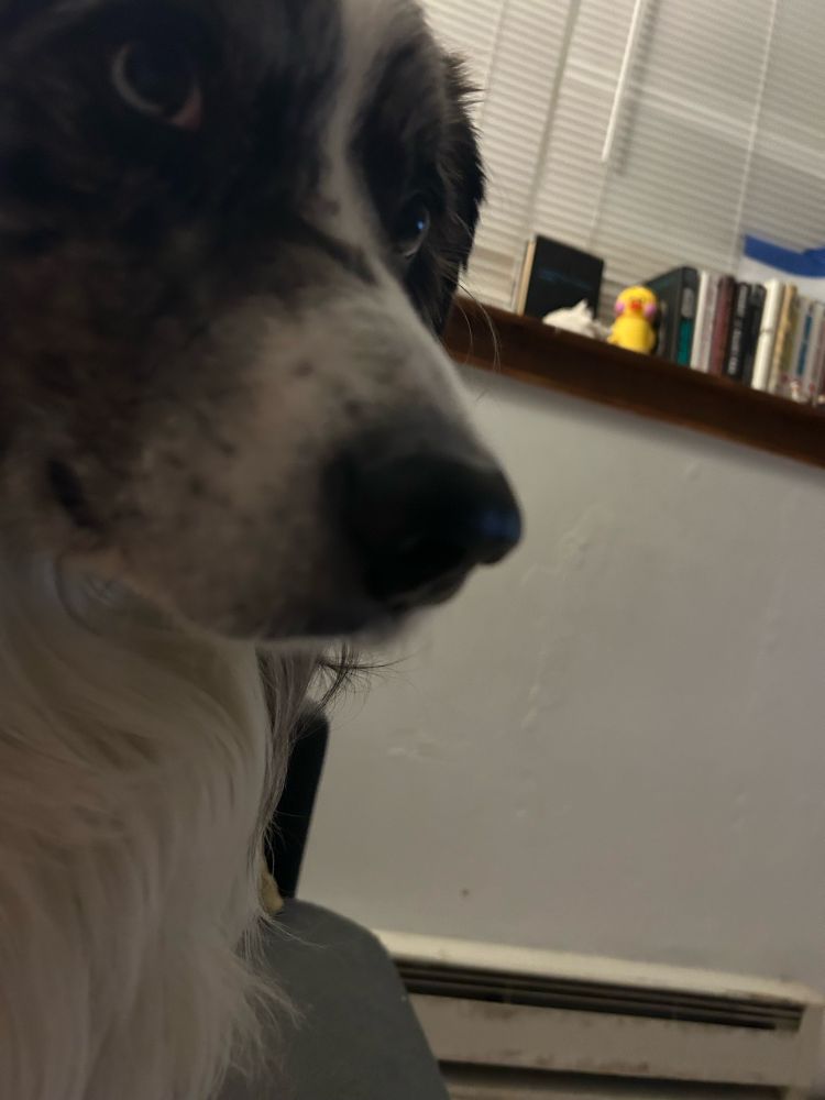 A black and white Australian Shepherd looking at his owner, who is not pictured. 