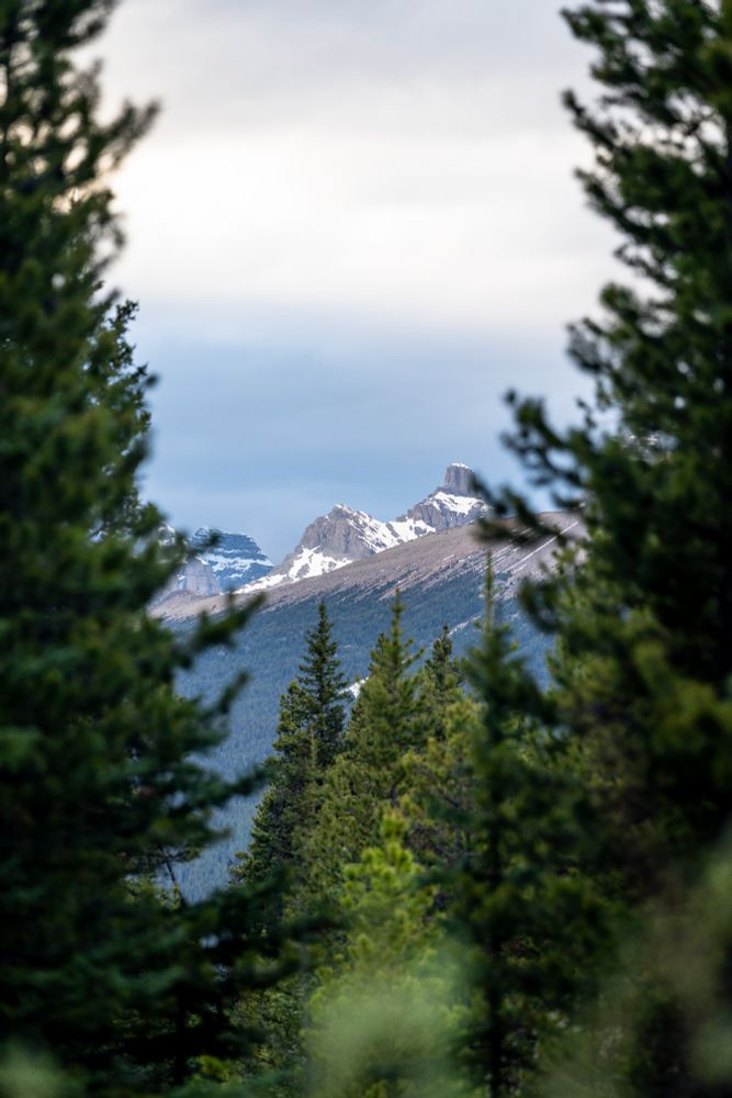 An image of mountain peeks through 2 evergreens on either side 