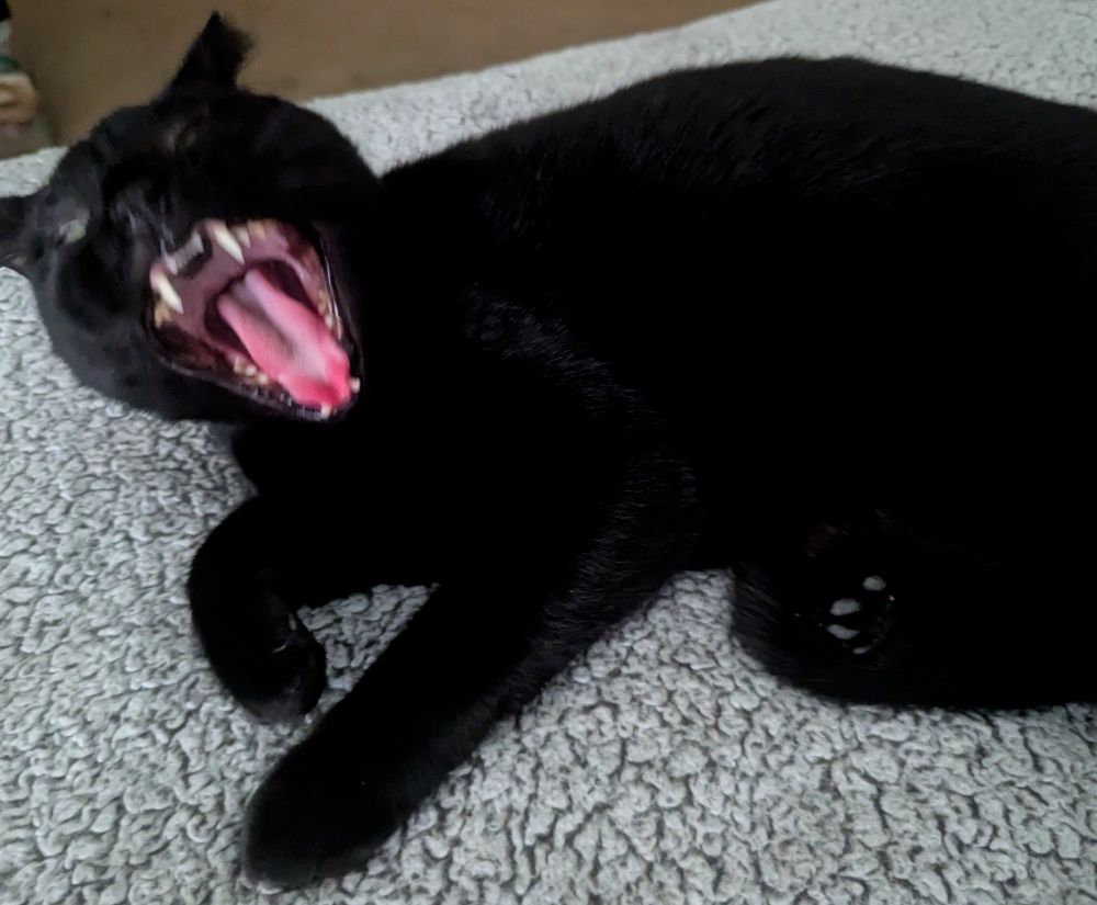 Jules the nearly all black cat.