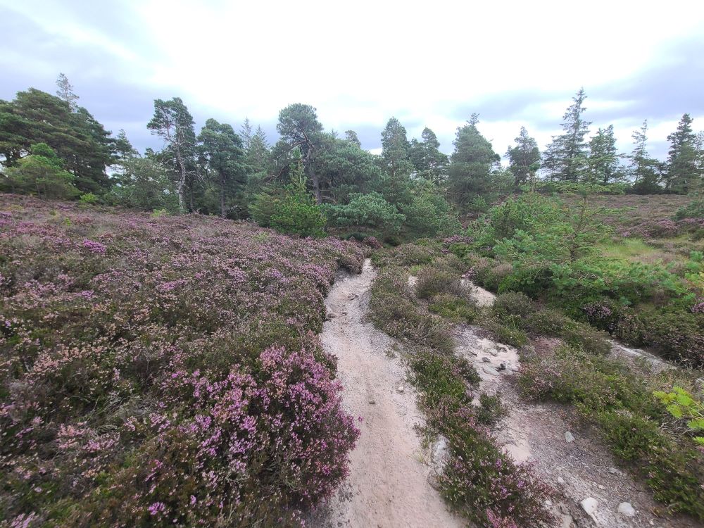 A white sandy path leading through purple heather and bilberry bush. Up on top of Thrunton Crag. Heading back down into the woods. 