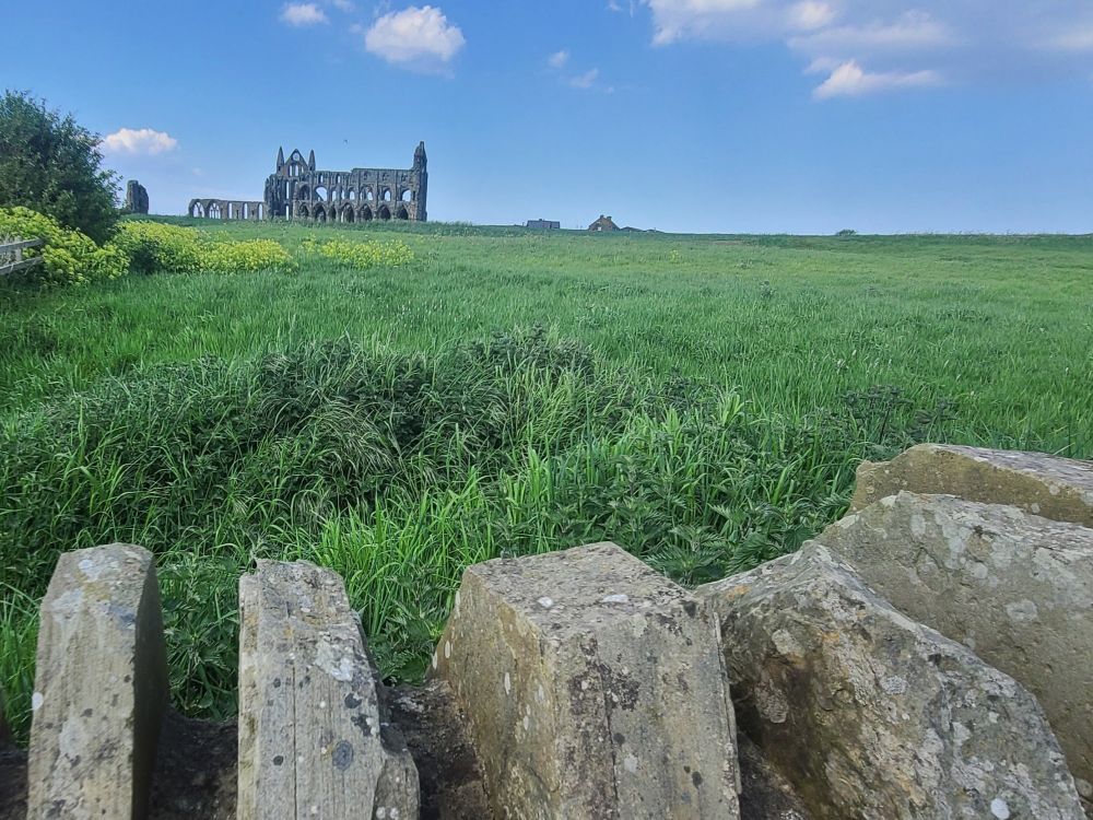 View from a stone wall across a field towards Whitby Abbey. 