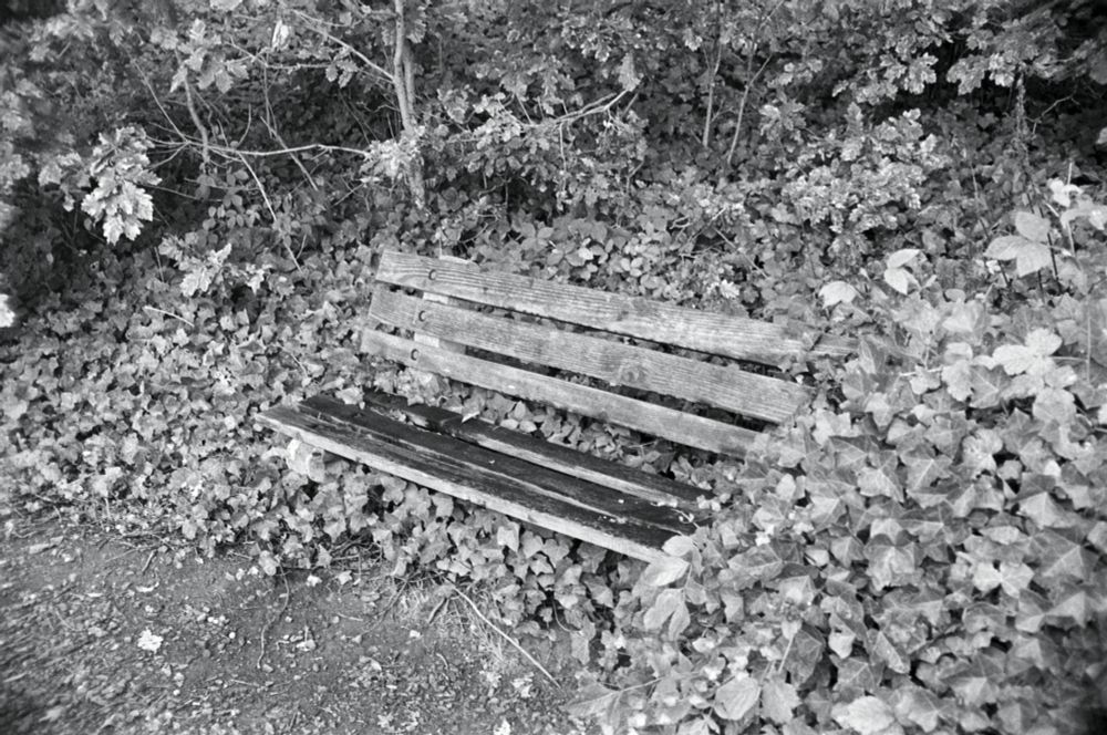 Secluded bench by the path next to the lake