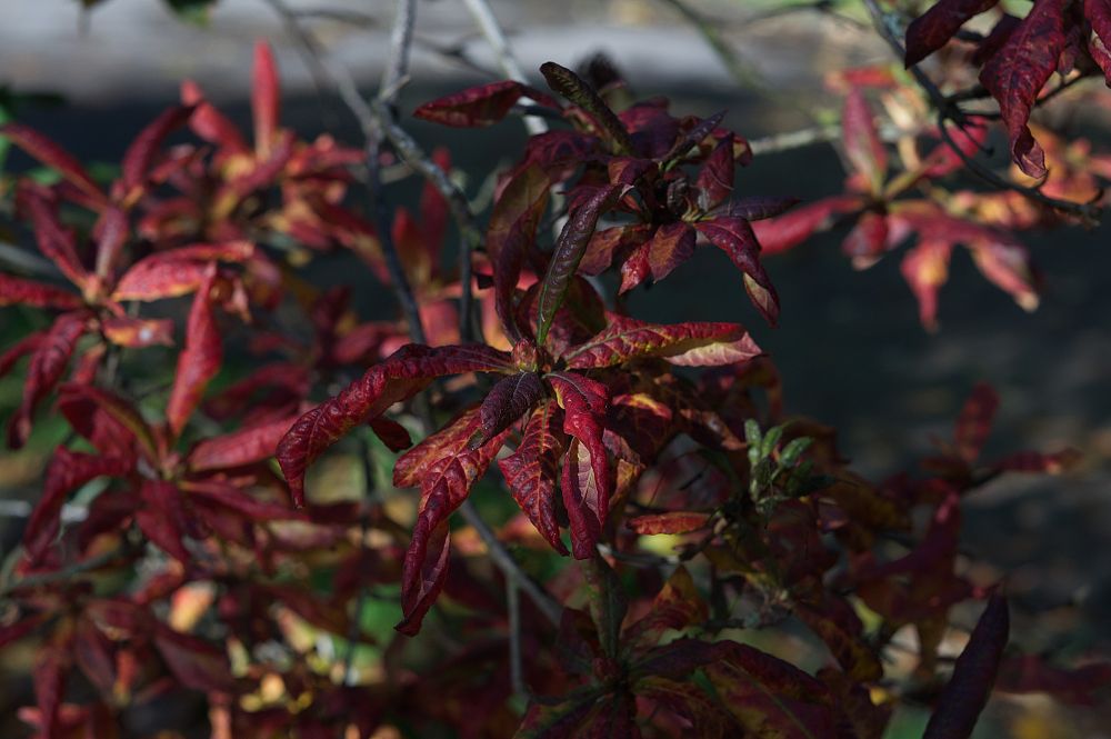 Red Leaves in the park during autumn 2025