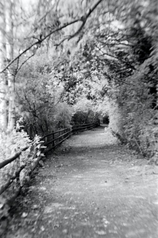 Wide path through the woodland near my home. Somehow I managed to get an almost infra red effect on this.