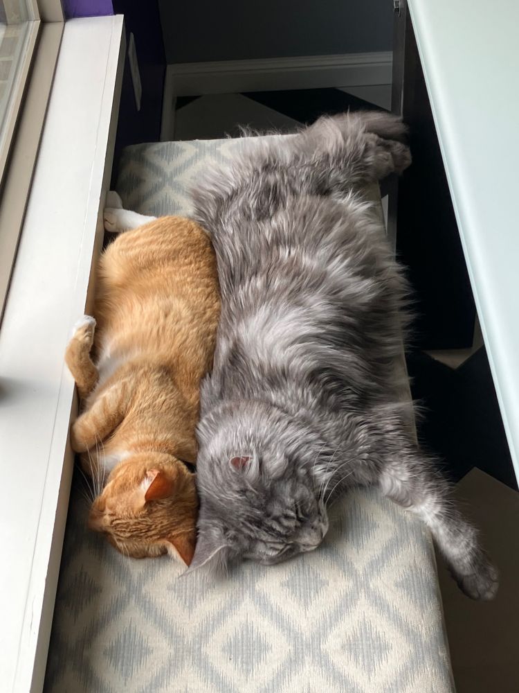 Two cats lying on a bench with their backs pressed into each other.  One is an orange tabby that’s about half the size of the silver Maine Coon next to it.