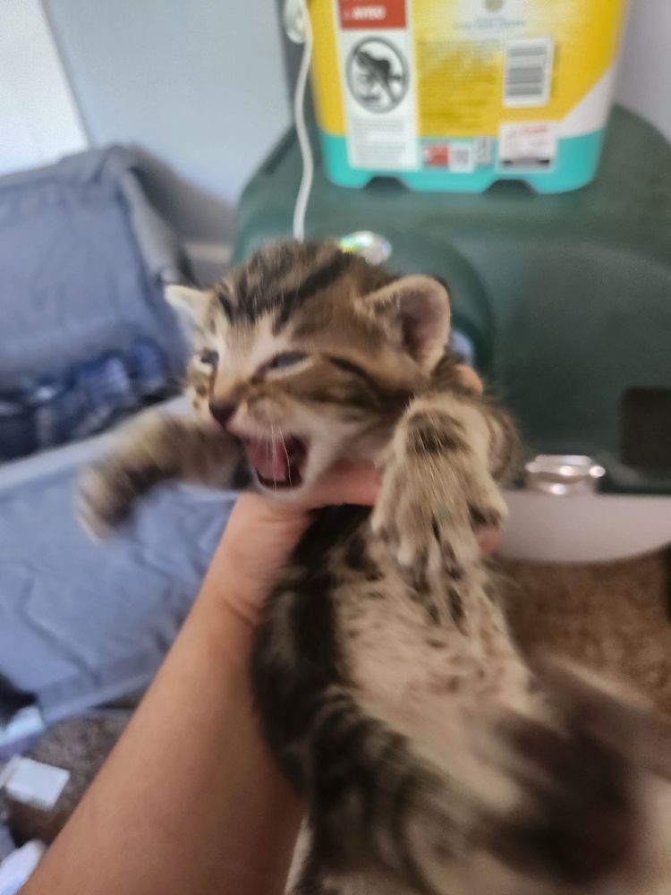 striped kitten screaming