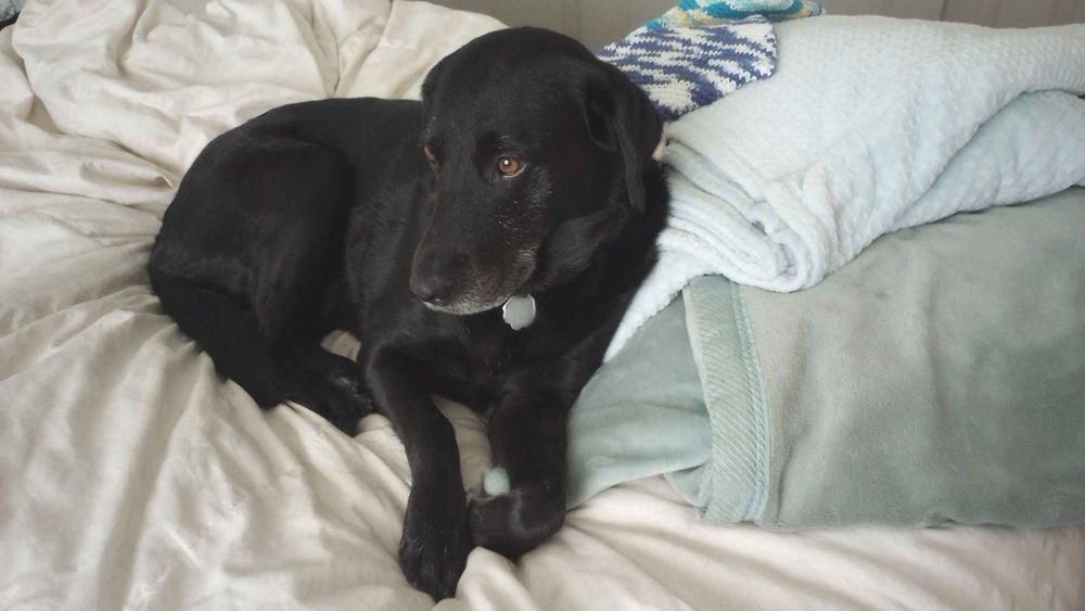 Small black labrador on a people bed