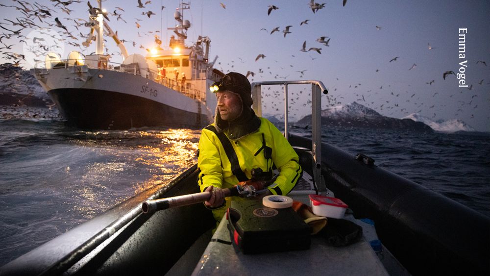 A researcher wearing high vis jacket and head torch sits in a small boat holding a wide-barrelled air gun. Behind, a fishing trawler surrounded by flocks of sea birds, and snow covered hills on the horizon