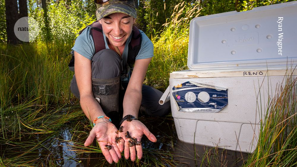 In a wood, surrounded by trees and tall grass, a researcher wearing outdoor gear and a cap, crouches in shallow water next to a large white box and holds several tiny frogs in open hands