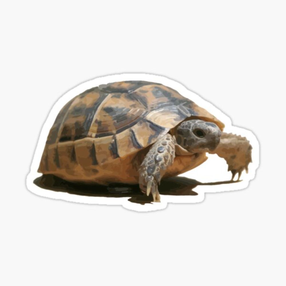 "Portrait of a Young Wild Tortoise Isolated" Sticker for Sale by taiche