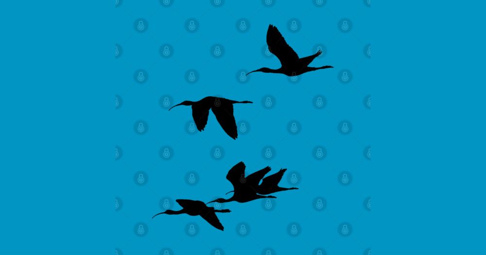 Silhouette of Glossy Ibises In Flight by taiche