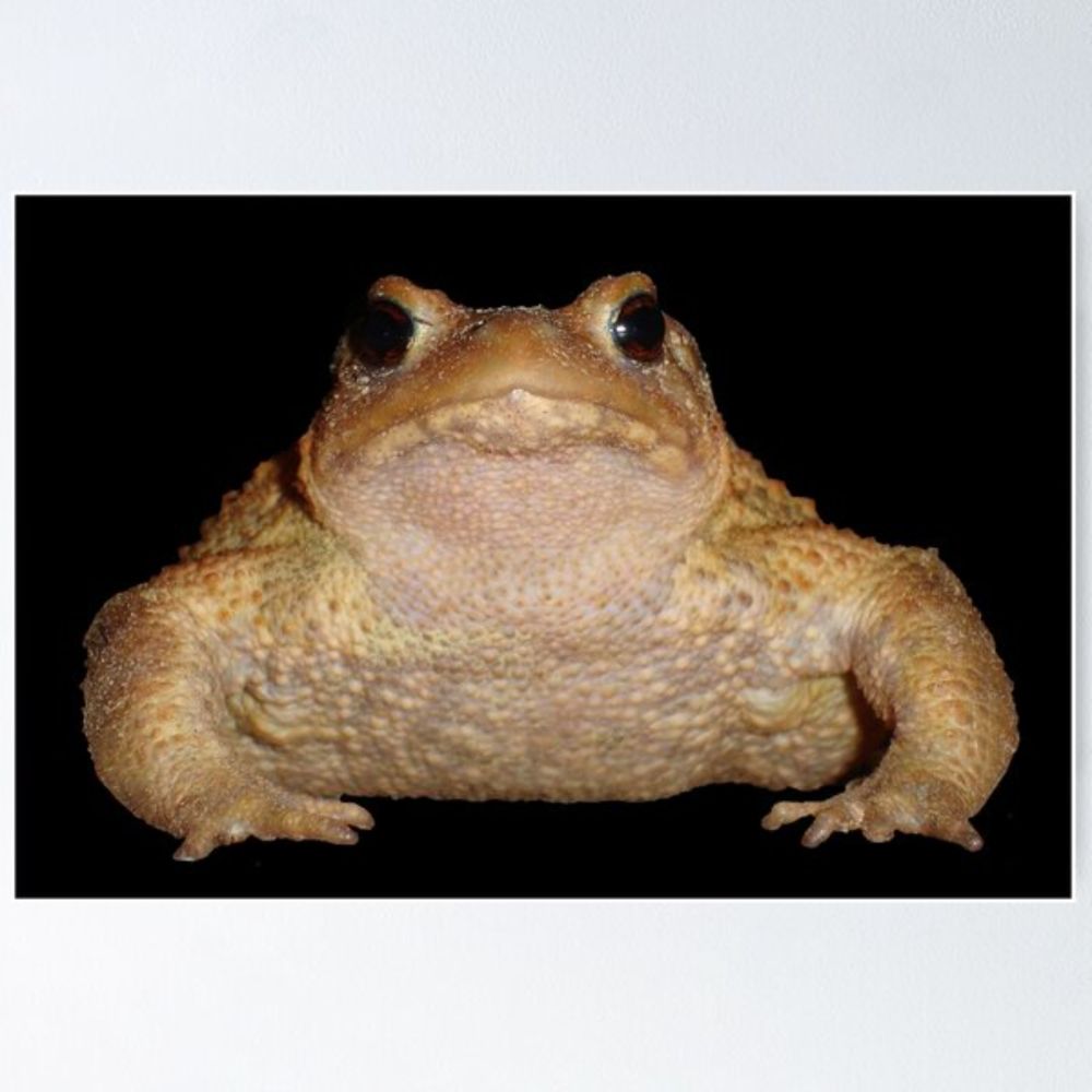 "Bufo Bufo European Toad Close Up Photo Portrait" Poster for Sale by taiche