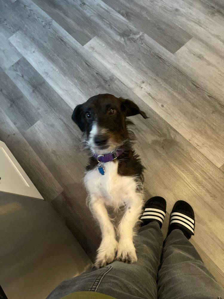 A wired haired dacshund with black and white fur standing on 2 legs to get my attention
