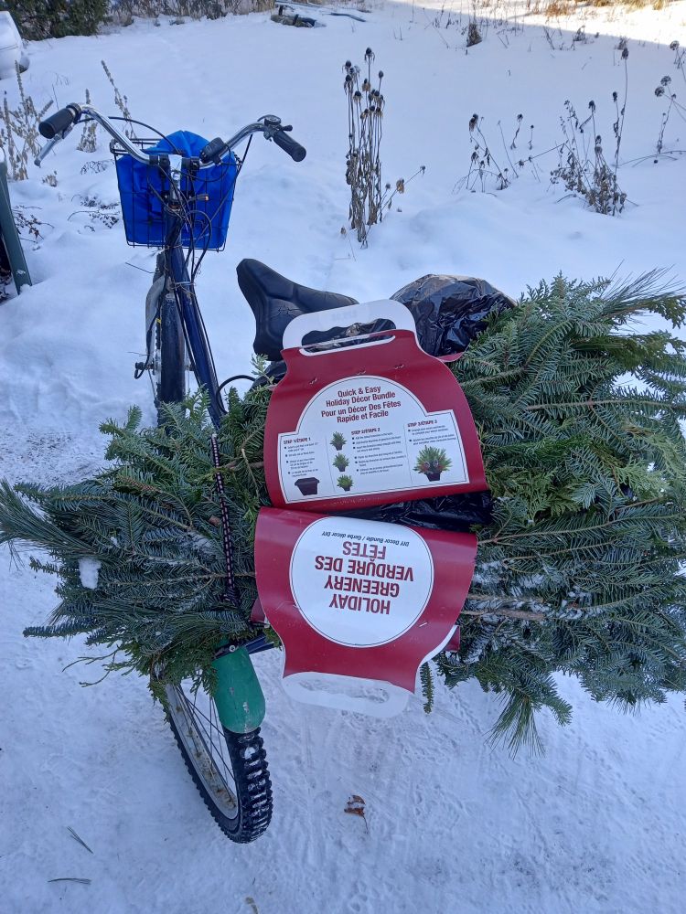 A blue trike with bright green fenders. Back cargo basket is full of tree greenery, to be used for planter decorations. Snow in back ground. Rider impressed with trike performance in these temps.