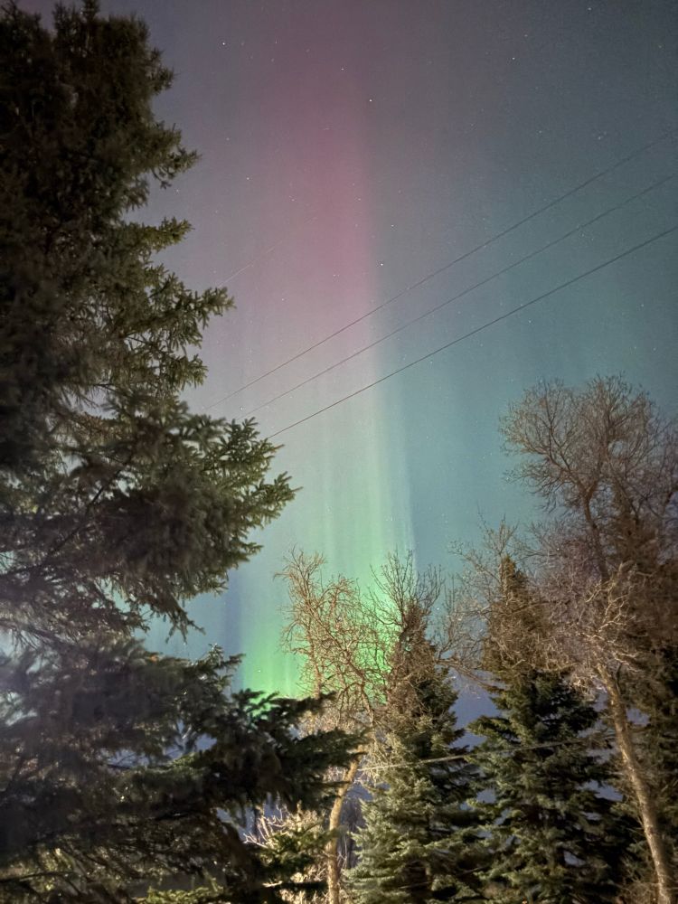 A night sky view of northern lights in greens and some red. With conifer trees in the foreground 