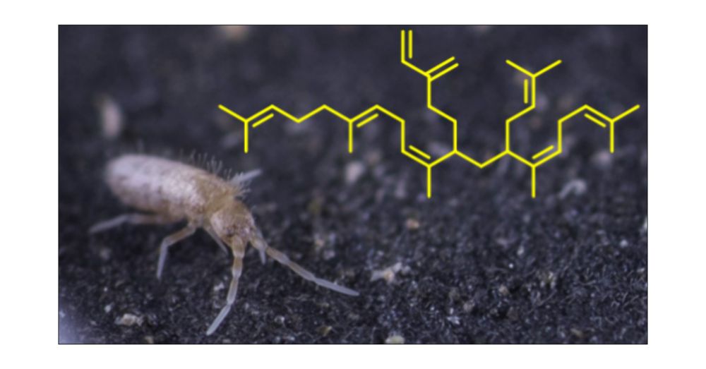 Nitidane: An Irregular Prenylated Diterpene from the Cuticle of the Springtail Heteromurus nitidus