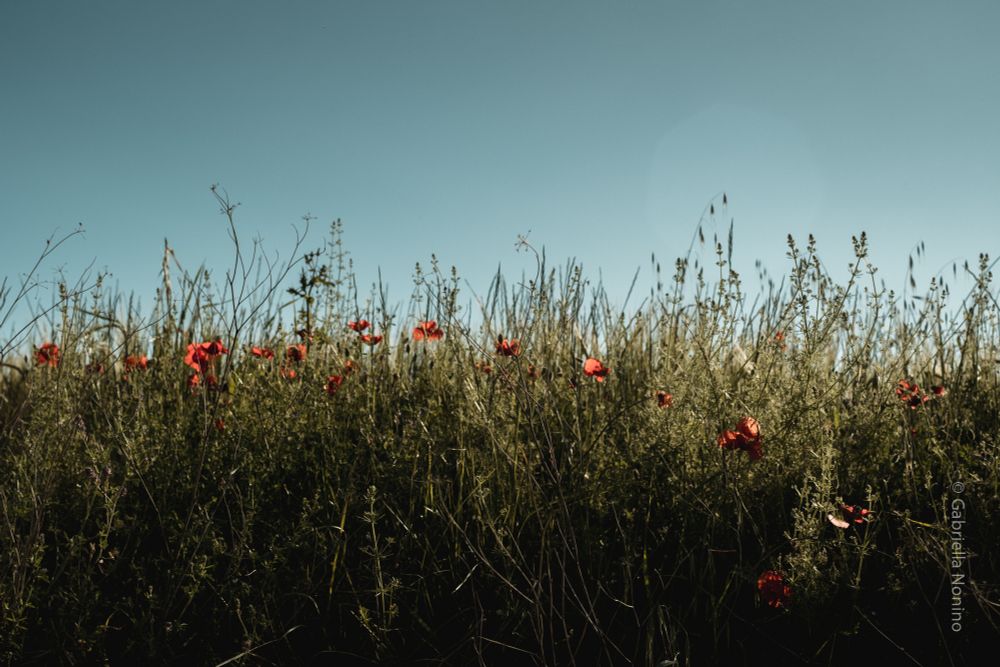 A overgrown hedge filled with poppies, wild flowers and grass