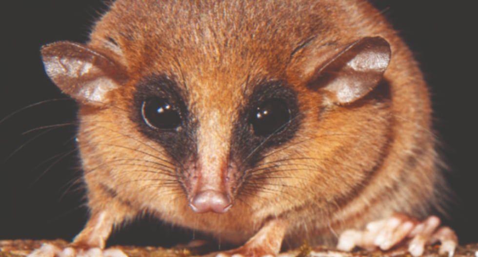 San Martín: descubren nueva especie de marsupial en el Parque Nacional del Río Abiseo