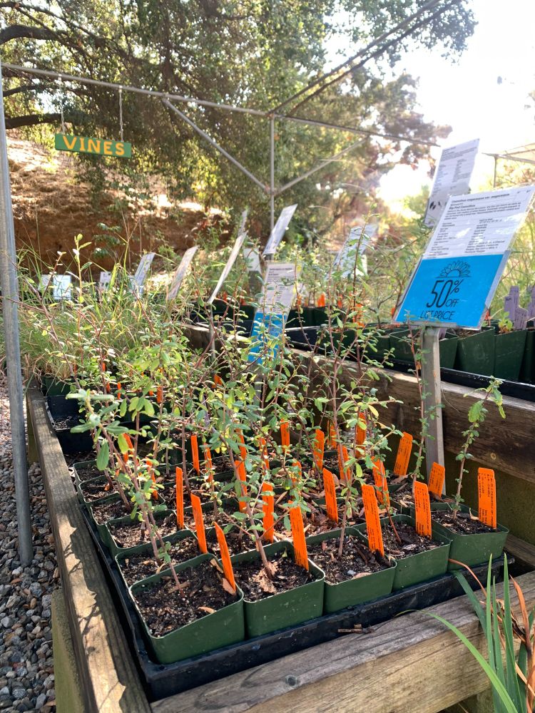 4" pot seedlings with orange tags embedded with sun shining on them on rows at a nursery 