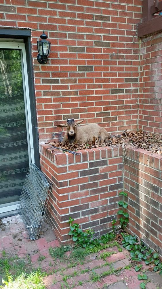 A brown goat laying in a flower bed