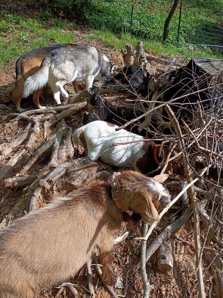 Two goats and two dogs hanging out near and in a large burned out stump