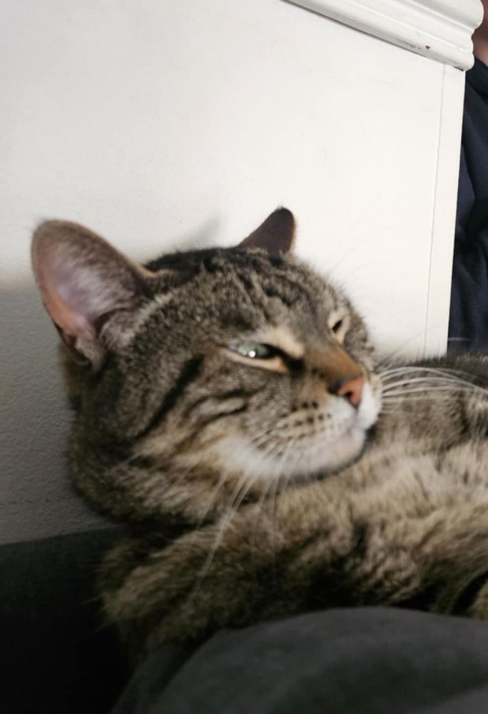 Chat Grognon 