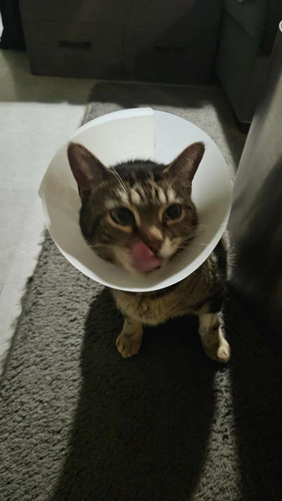 Chat Grognon avec sa collerette se lèchant les babines.