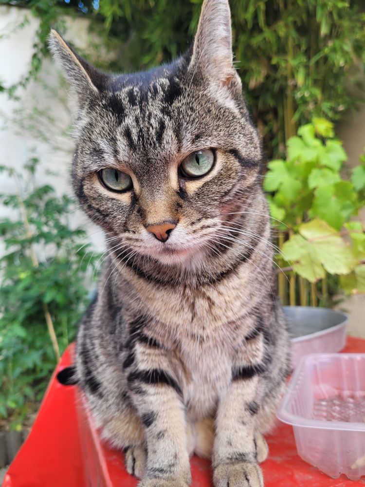Chat Grognon dans le jardin 