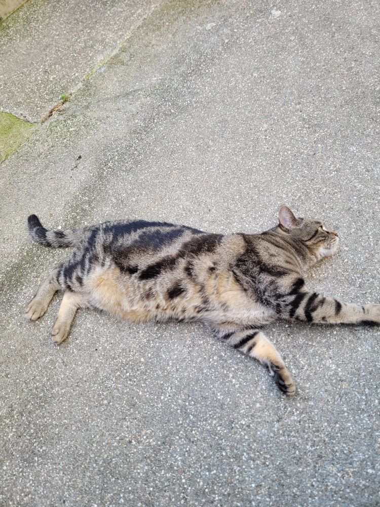 Chat Grognon qui s'étire 