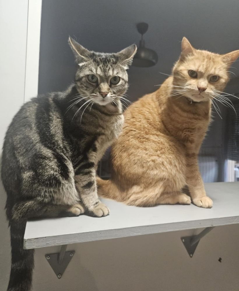 Chats Grognon et Minho en attente de la distribution de croquettes 