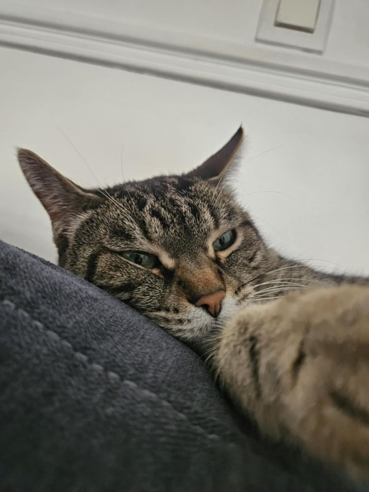 Chat Grognon allongé sur le canapé 