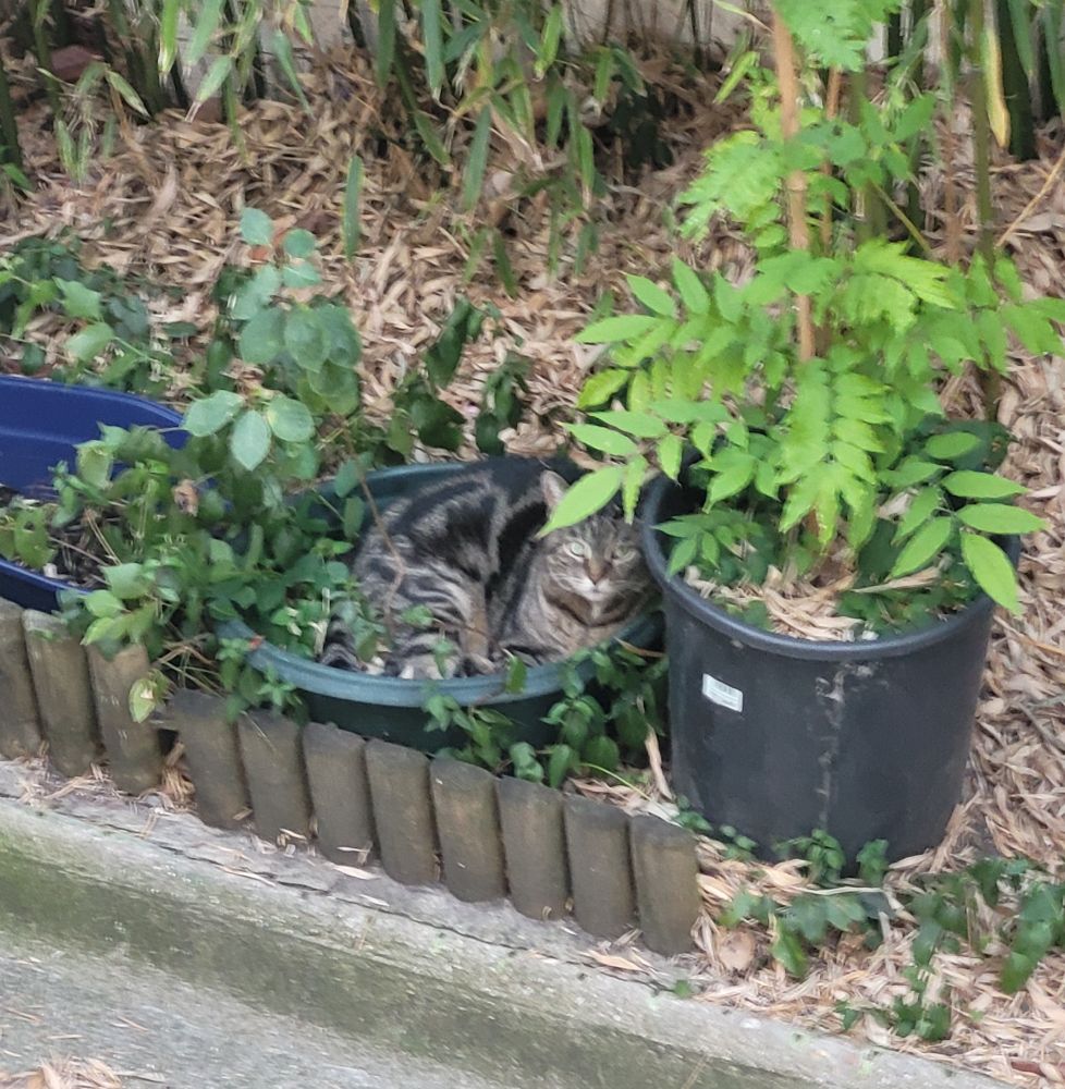 Chat Grognon allongé dans un pot de fleur. 