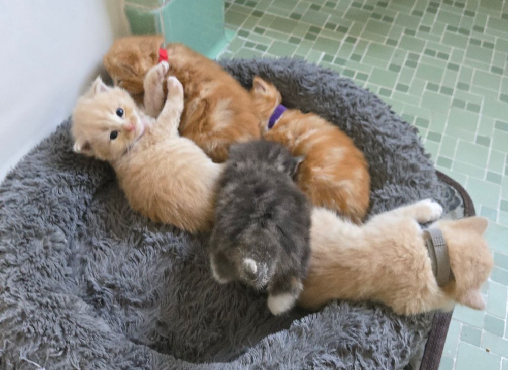 Picture of 5 very dumb- looking kittens. 