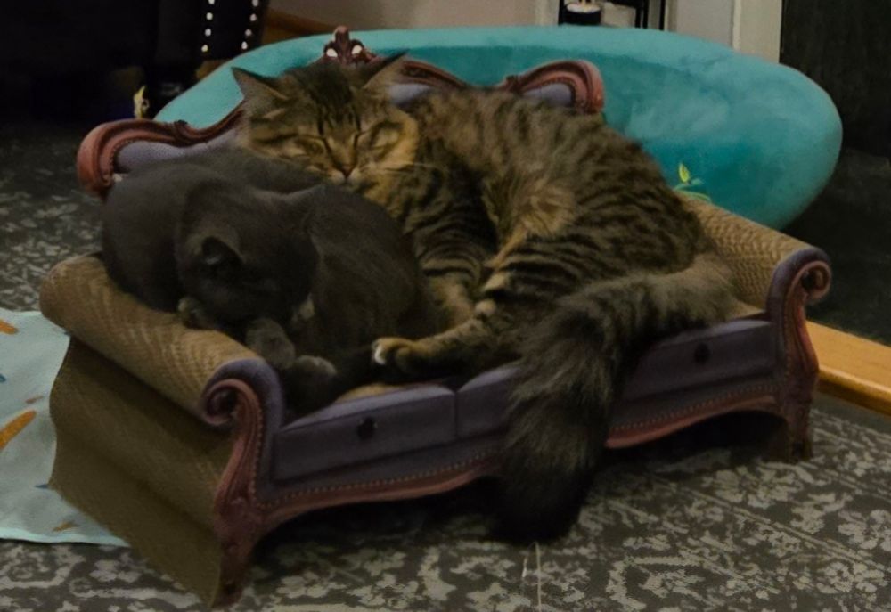 A gray cat and a brown tabby cat sleep on each other and on a cardboard couch. 