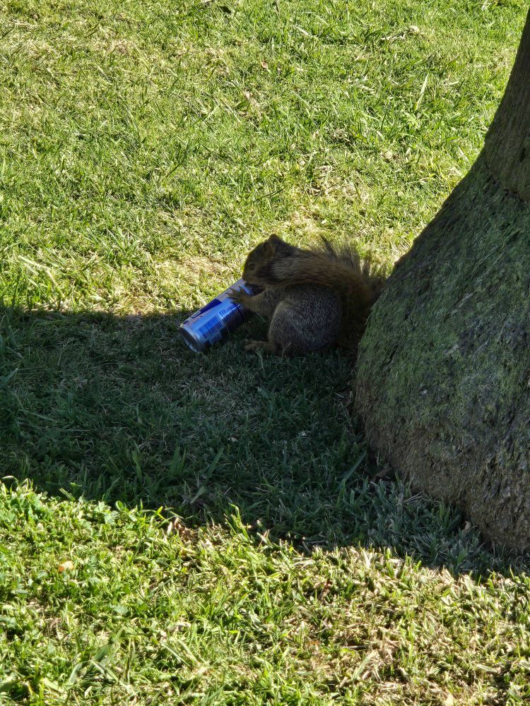 Squirrel with a can of Red Bull at the base of a tree. 