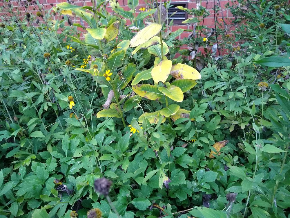 3 yellow garden spiders (Argiope aurantia) hidden in a patch of coneflowers and milkweed.