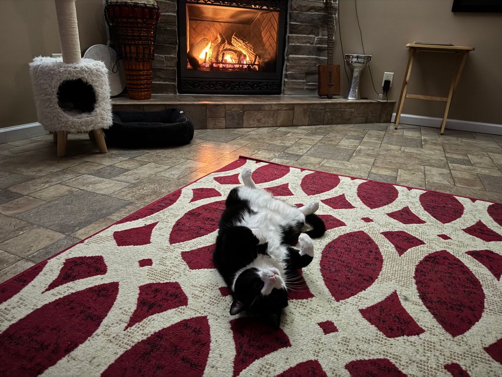 Black and white tuxedo cat laying on his back on a red and white pattern carpet in front of a fireplace