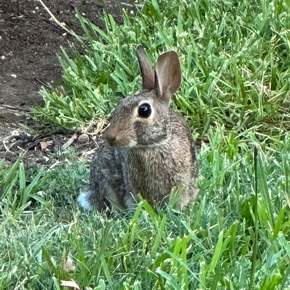 Small brown-grey cottontail rabbit sitting in some grass, watching me warily. 