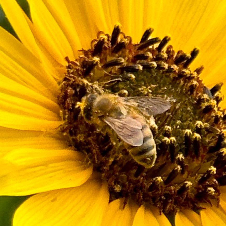 Pollen-dusted bee on a wild sunflower. 