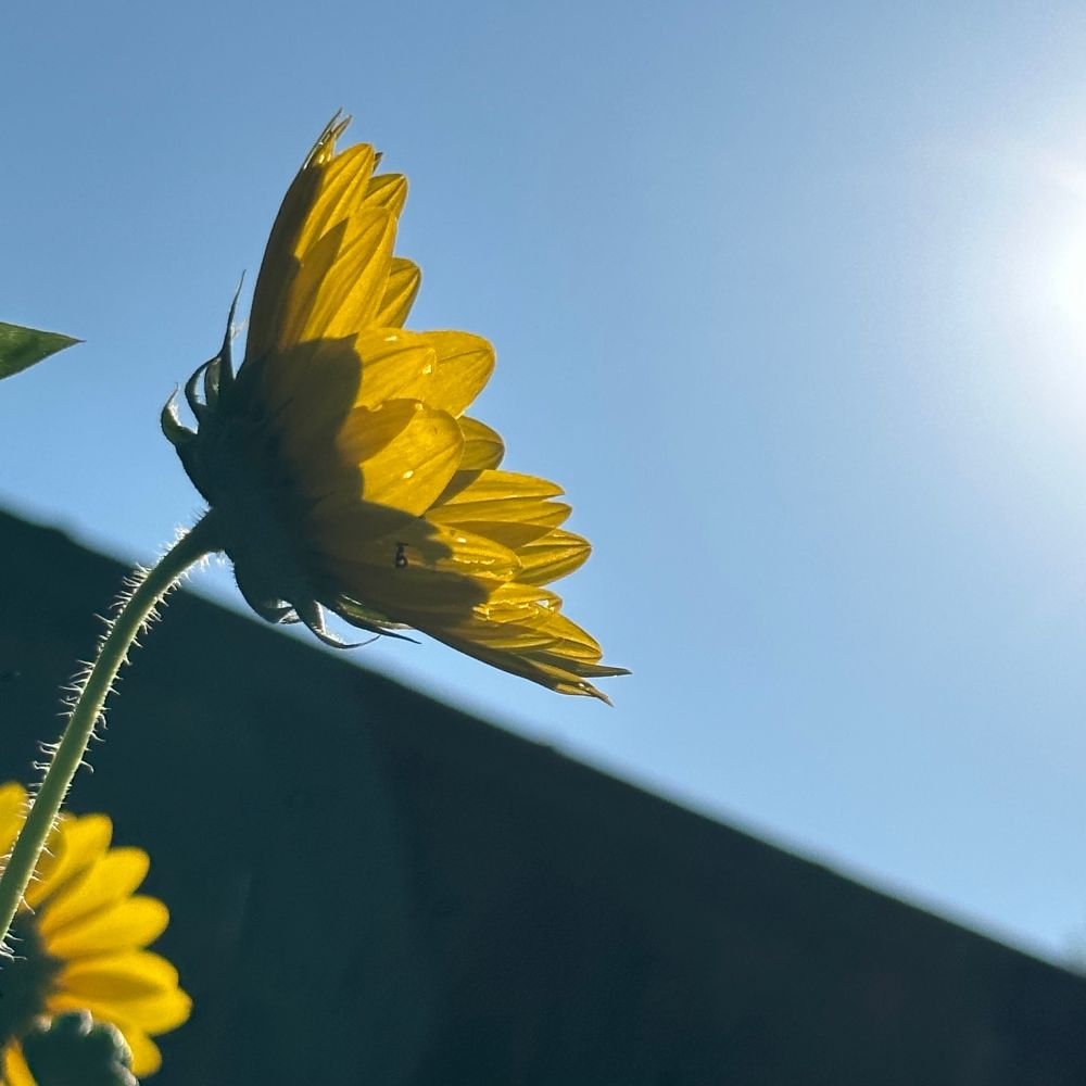 Yellow flower against clear blue sky, slanting fence in the background with a hint of the morning sun off to the right. 