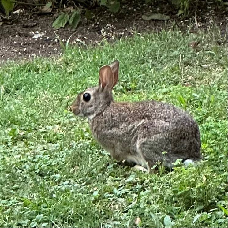 Closer image of an adult brown cottontail rabbit with a lighter tan line that extends left-to-right in it’s fur, sitting in a patch of grass
